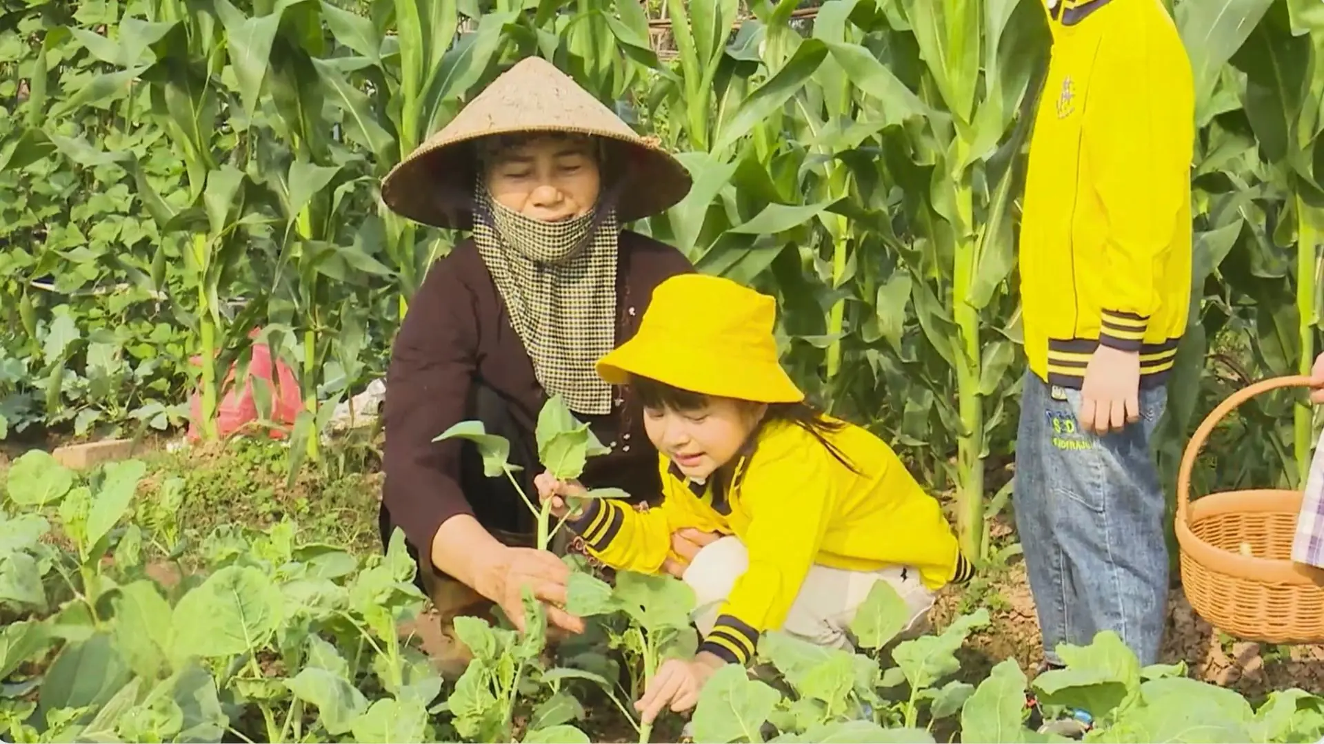 Học làm nông dân nhí trên cánh đồng làng quê